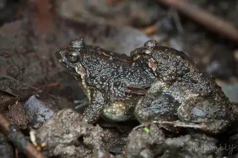 Round-tongued Floating Frog