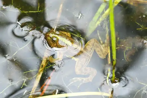 Occidozyga obscura