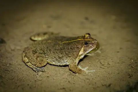 Sumatran Puddle Frog