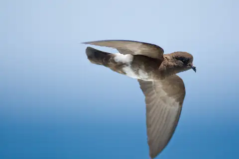 Elliot's Storm Petrel