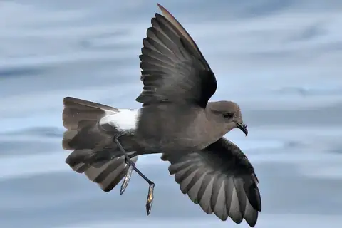 Wilson's Storm Petrel