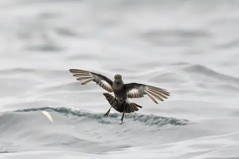 Pincoya Storm Petrel