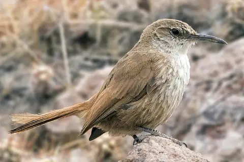 Straight-billed Earthcreeper