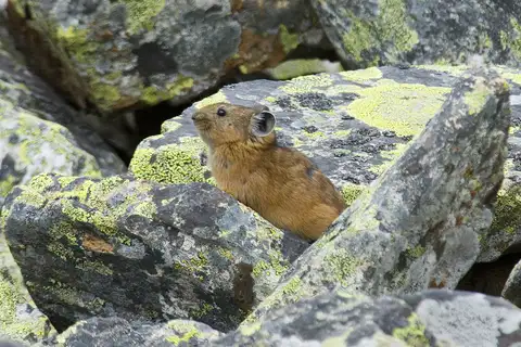 Alpine Pika