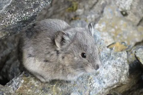 Collared Pika