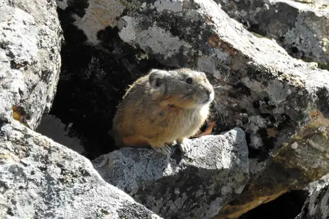 Manchurian Pika
