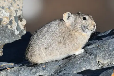 Pallas's Pika