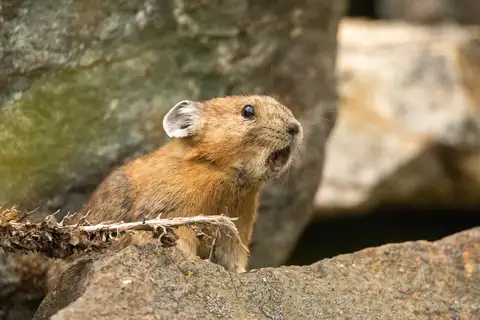 American Pika