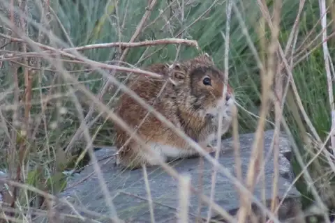 Steppe Pika