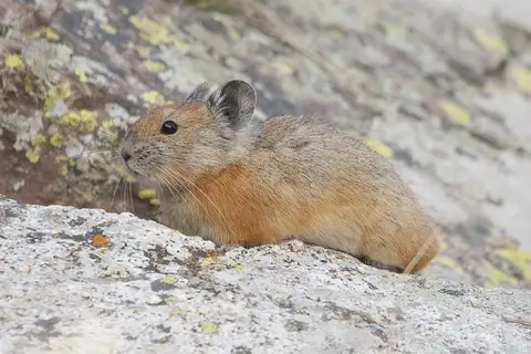 Turkestan Red Pika