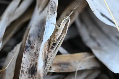 Aegean Match Grasshopper