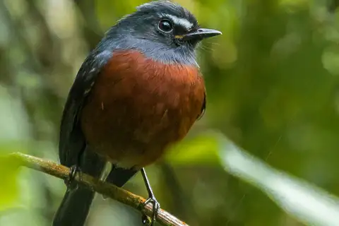 Slaty-backed Chat-Tyrant