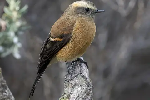 Brown-backed Chat-Tyrant