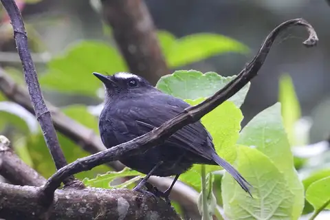 Blackish Chat-Tyrant