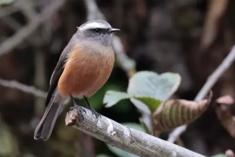 D'Orbigny's Chat-Tyrant