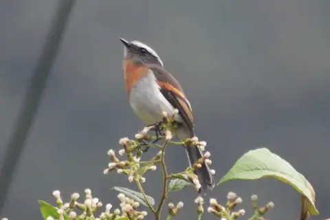Rufous-breasted Chat-Tyrant