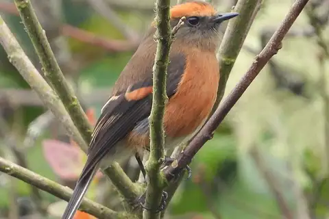 Rufous-browed Chat-Tyrant