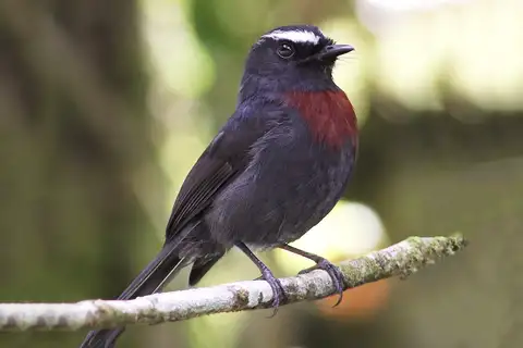 Maroon-belted Chat-Tyrant