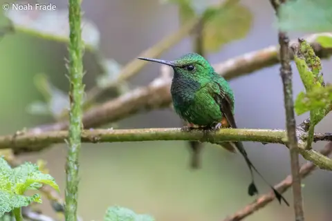 Rufous-booted Racket-tail