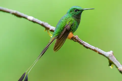 Peruvian Racket-tail