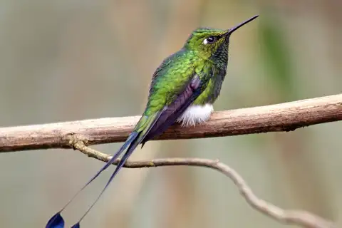 White-booted Racket-tail