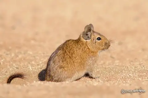 Common Degu