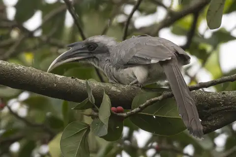 Indian Grey Hornbill