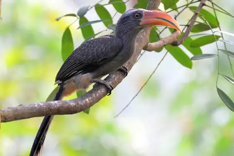 Malabar Grey Hornbill