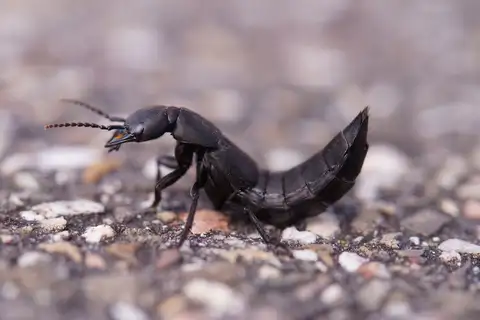 Devil's Coach Horse Beetle