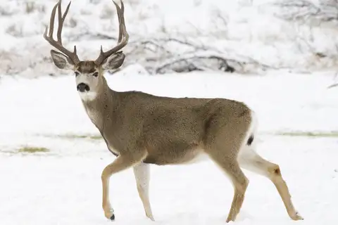 Mule Deer