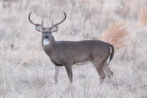 White-tailed Deer
