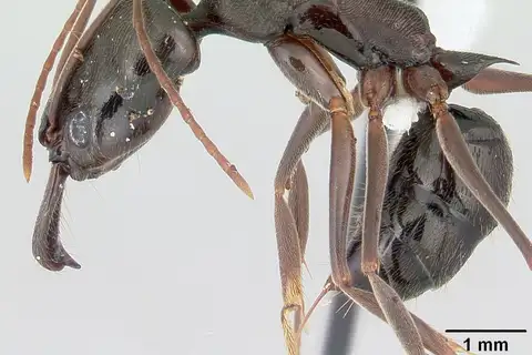 Haematodus-group Trap-jaw Ants
