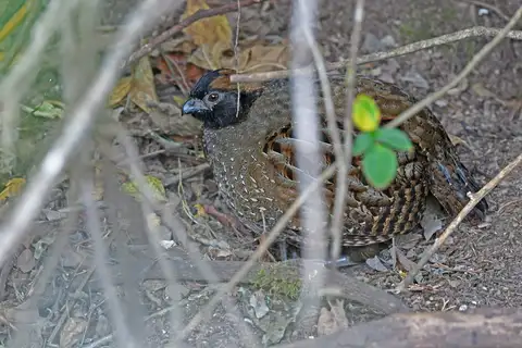 Black-fronted Wood Quail