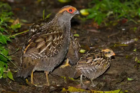 Spot-winged Wood Quail