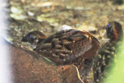 Venezuelan Wood Quail