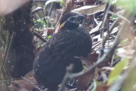 Tacarcuna Wood Quail