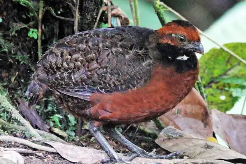 Rufous-fronted Wood Quail