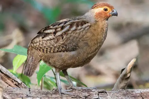 Marbled Wood Quail