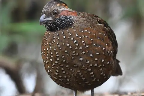 Spotted Wood Quail