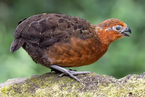 Chestnut Wood Quail