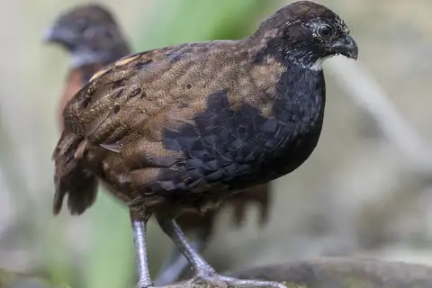 Black-breasted Wood Quail