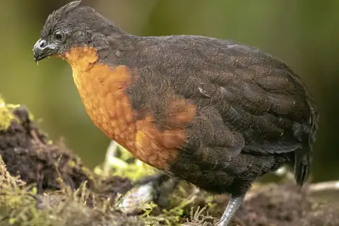 Dark-backed Wood Quail
