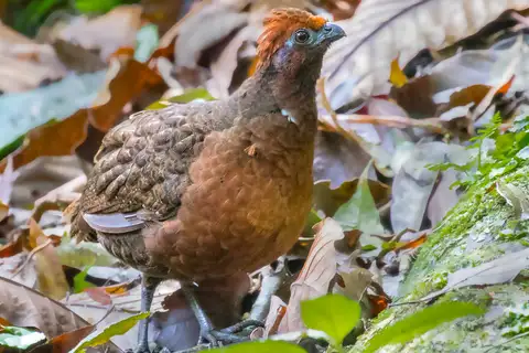 Black-eared Wood Quail