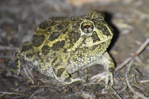 Common Lesser Escuerzo