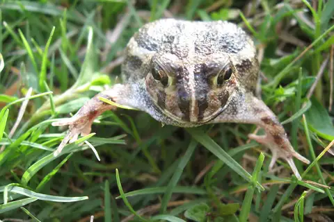 Odontophrynus maisuma