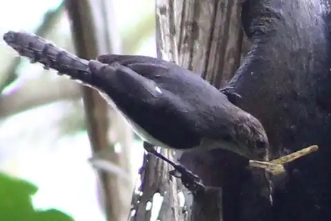 Grey-mantled Wren