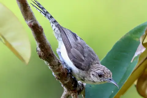 Tooth-billed Wren