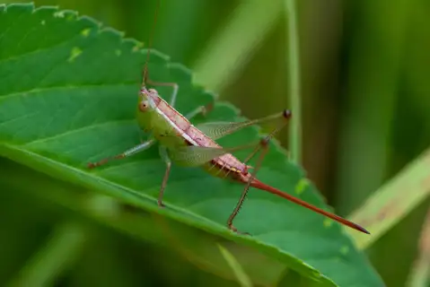 Wingless Meadow Katydid