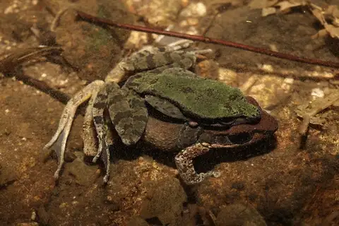Fujian Bamboo-leaf Frog