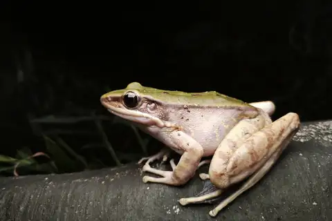 Large Odorous Frog